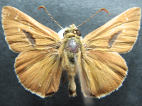 Adult Male Upper of Dingy Grass-skipper - Toxidia peron